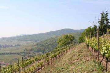 les terrasses du Schlossberg